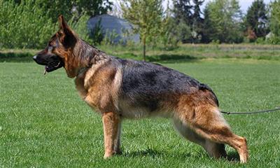 Stud Dogs in OR